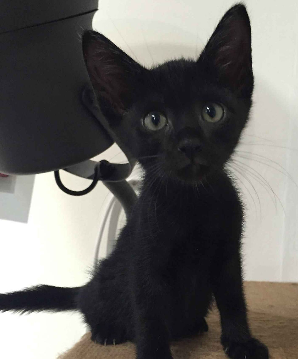 Kitten of the Year as featured in Brilliant-Online