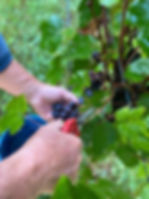 the best wine production is here, Douglas Vale, featured on Brilliant-Online