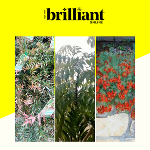 Greenbourne featured on Brilliant Online
