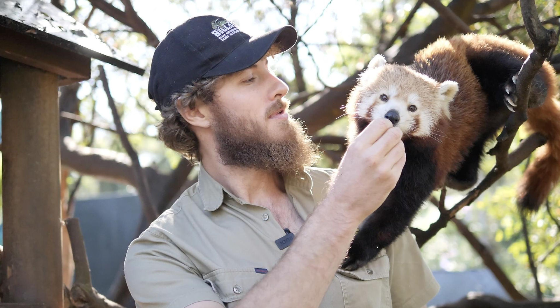 Blake and red panda  | Brilliant Online