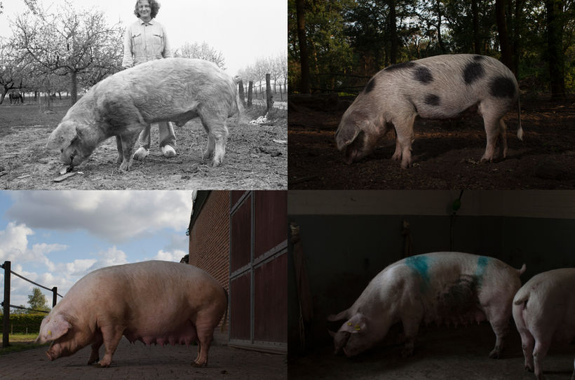 17.1 Varkens toen en nu.jpg