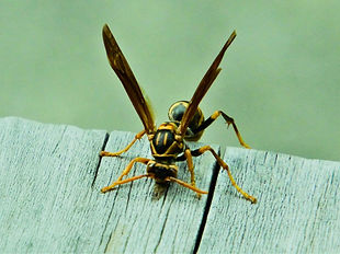 木にとまっているアシナガバチ