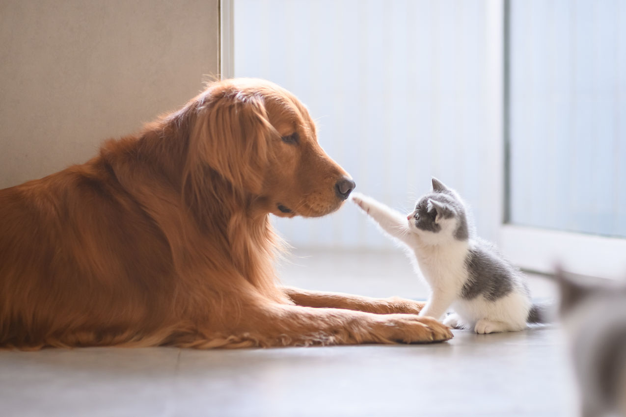 子猫の相手をするゴールデンレトリーバー