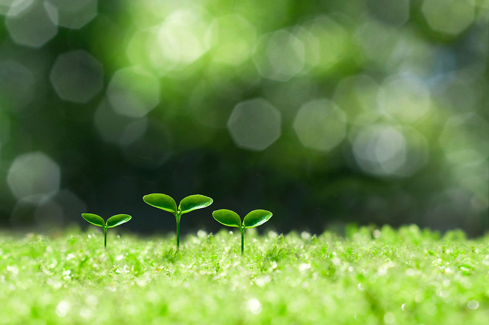 森の中の芽生え