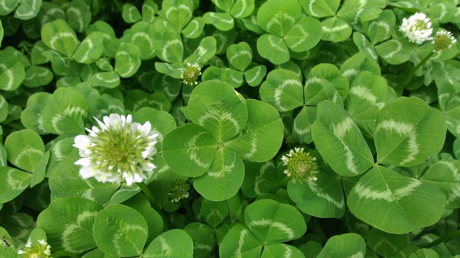 四つ葉のクローバー