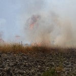 Apple orchard set on fire, case closed