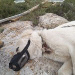 Injured dog; Photo credit: Kumi Ori