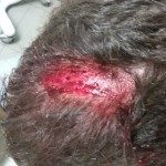 One of the injured; Photo credit: free use