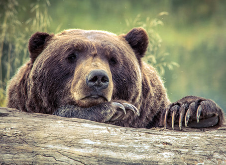 ON SE SAUVE DES GRIZZLIES À GLACIER NATIONAL PARK
