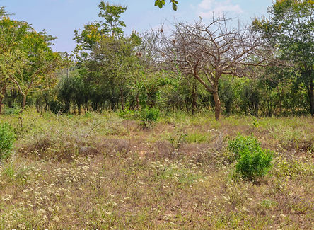 Well-beaconed land plots available in Sofia, Machakos County, ready for development.