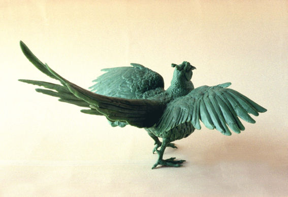 Cock Pheasant Displaying
