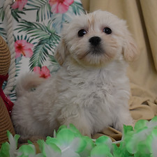 Lexi 8 weeks_edited.jpg