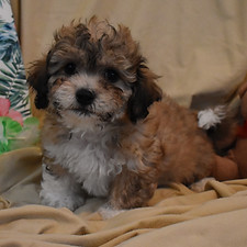 Kenna 8 weeks_edited.jpg