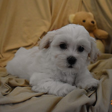 Kirstie 8 weeks_edited.jpg