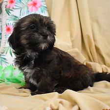 Loyalty 8 weeks 5_edited_edited.jpg