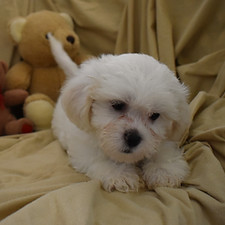 Lester 8 weeks_edited.jpg