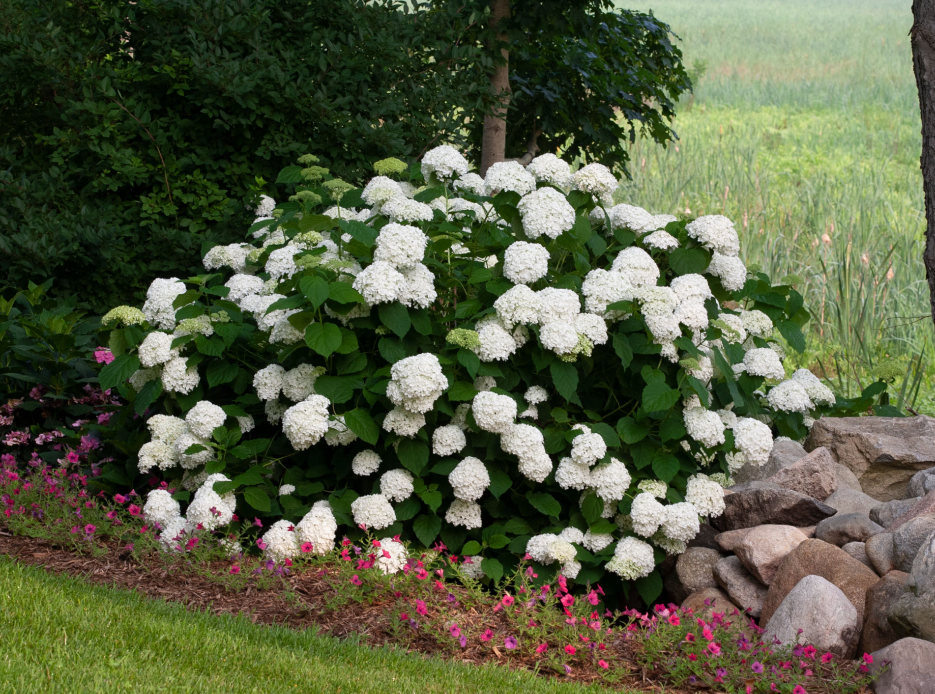 HYDRANGEA arborescens INCREDIBALL SMOOTH