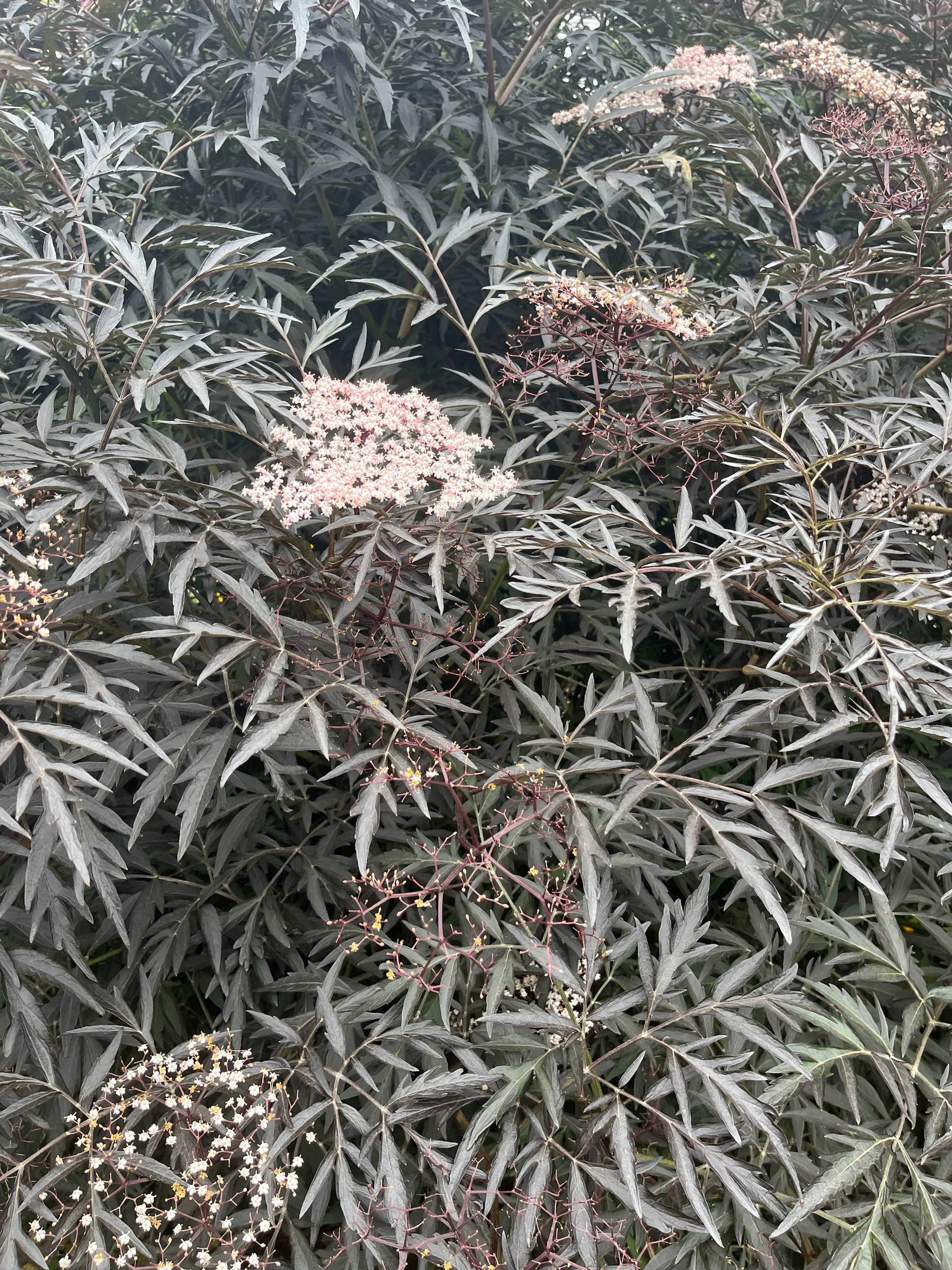 SAMBUCUS nigra 'EVA' BLACK LACE ELDERBERRY