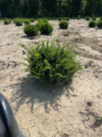 TAXUS media 'DENSIFORMIS' TAXUS