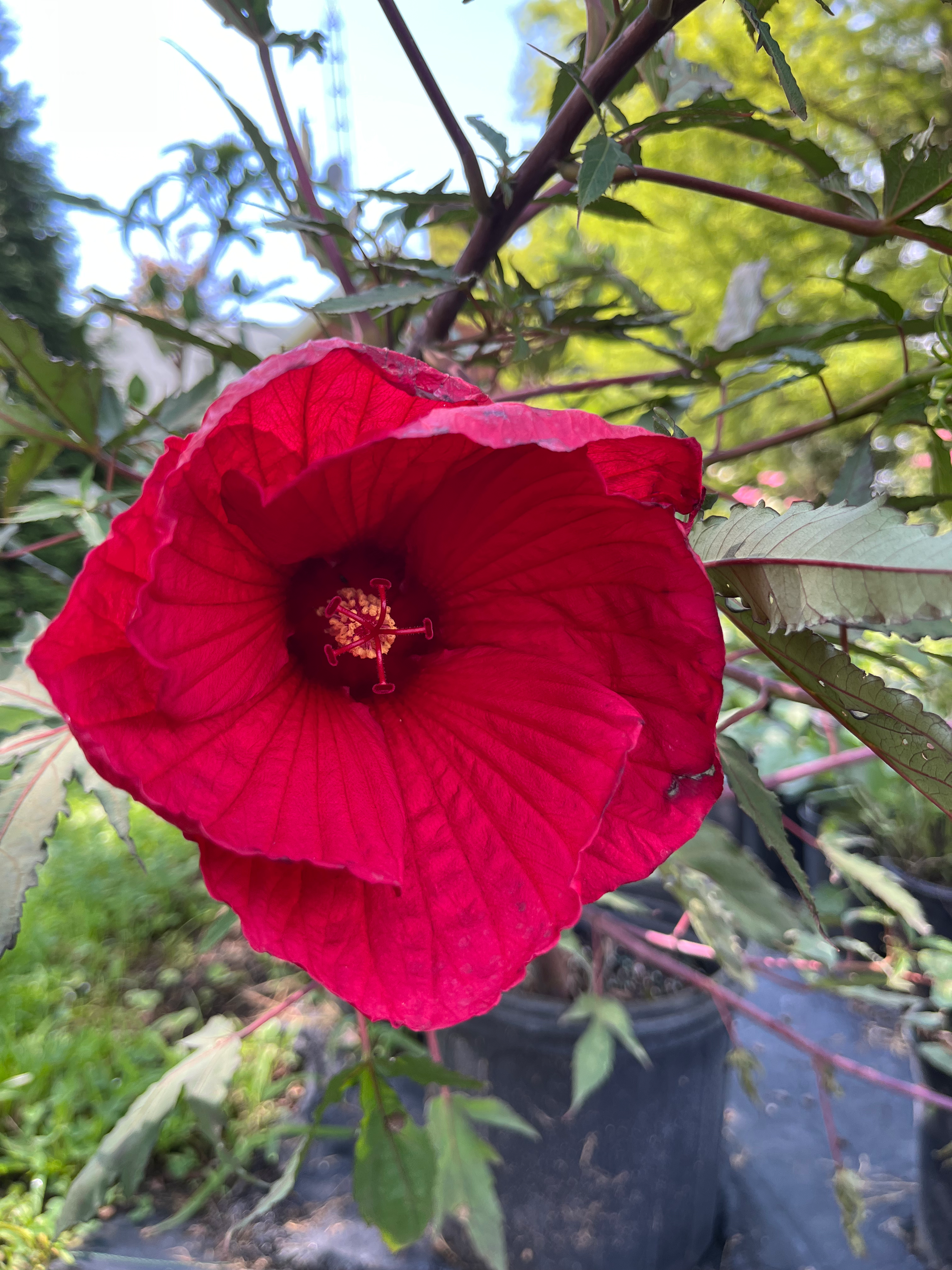 Hibiscus moscheutos 'FIREBALL' Hardy Hibiscus