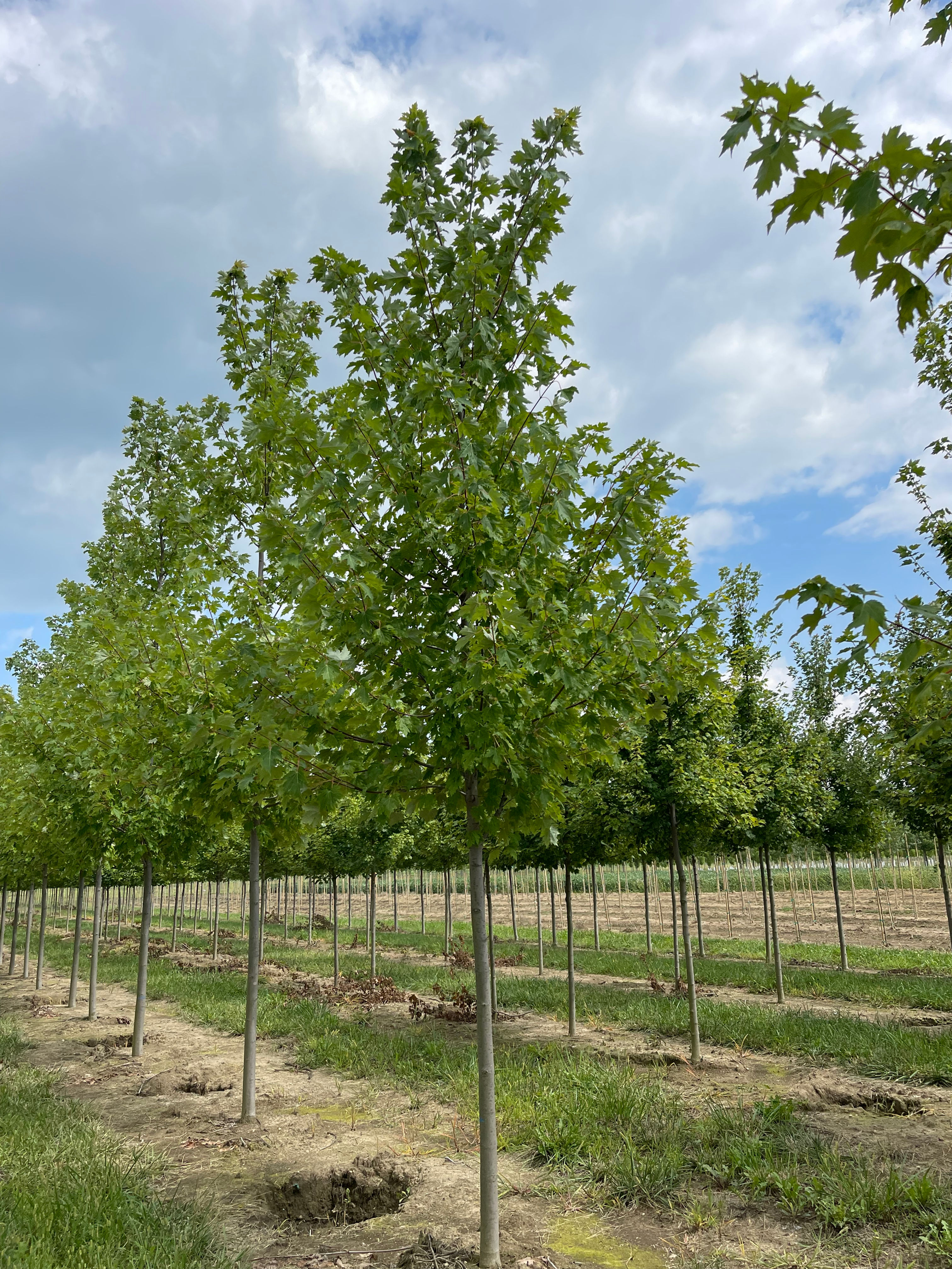 ACER freemanni 'MARMO' MAPLE