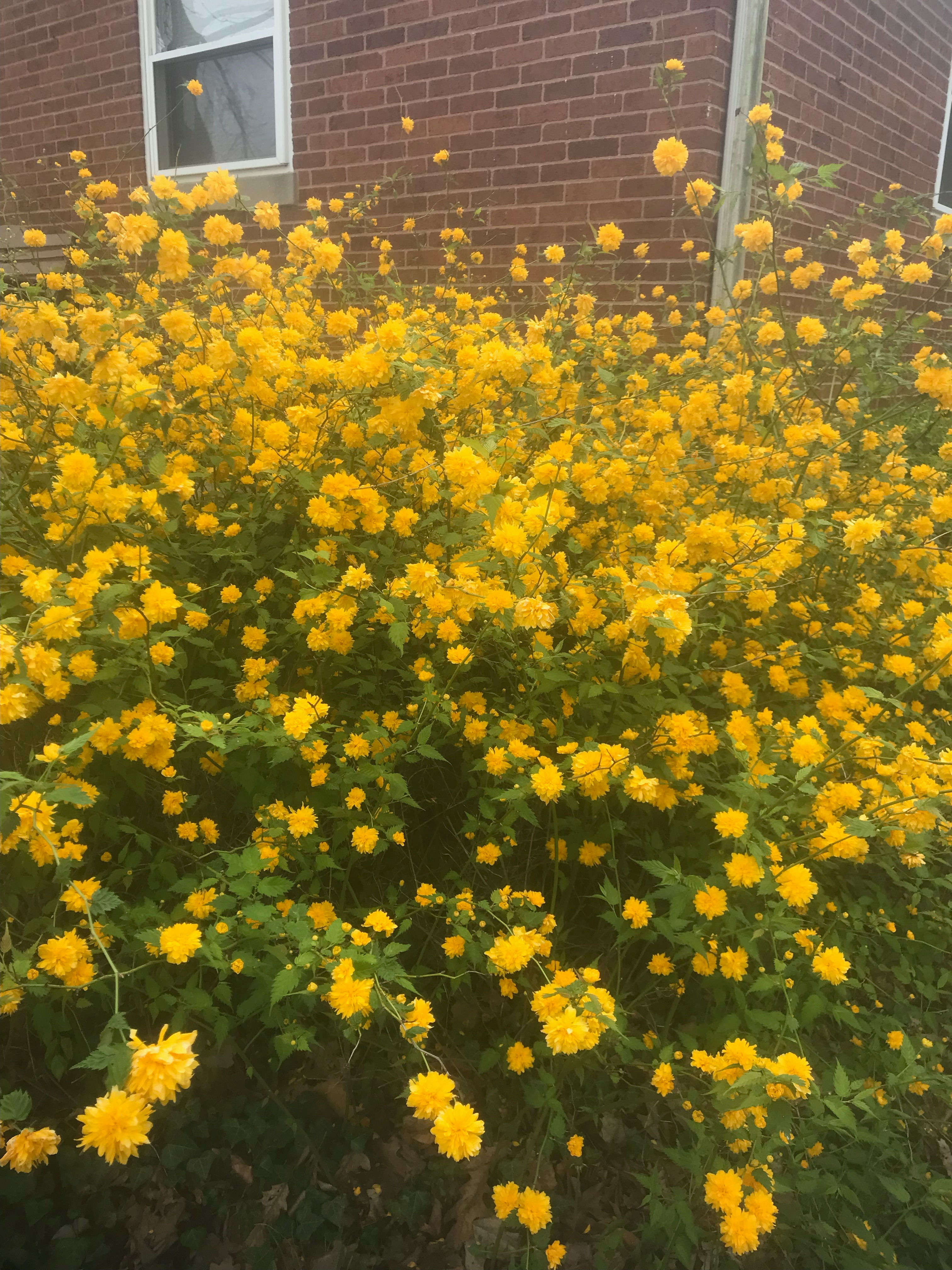 KERRIA j. 'P.' JAPANESE KERRIA GLOBE FLOWER