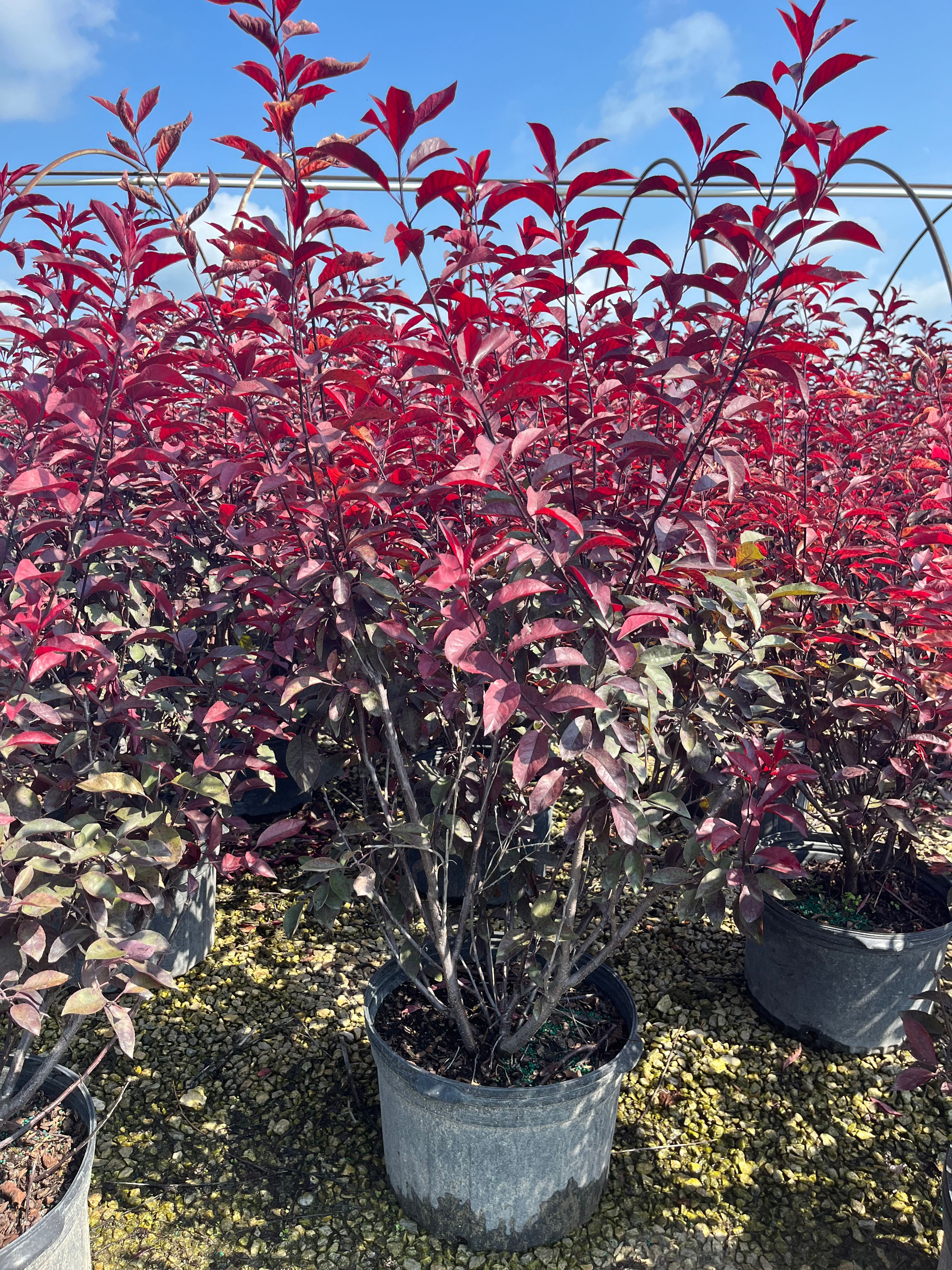 PRUNUS cistena CISTENA PURPLE SANDCHERRY