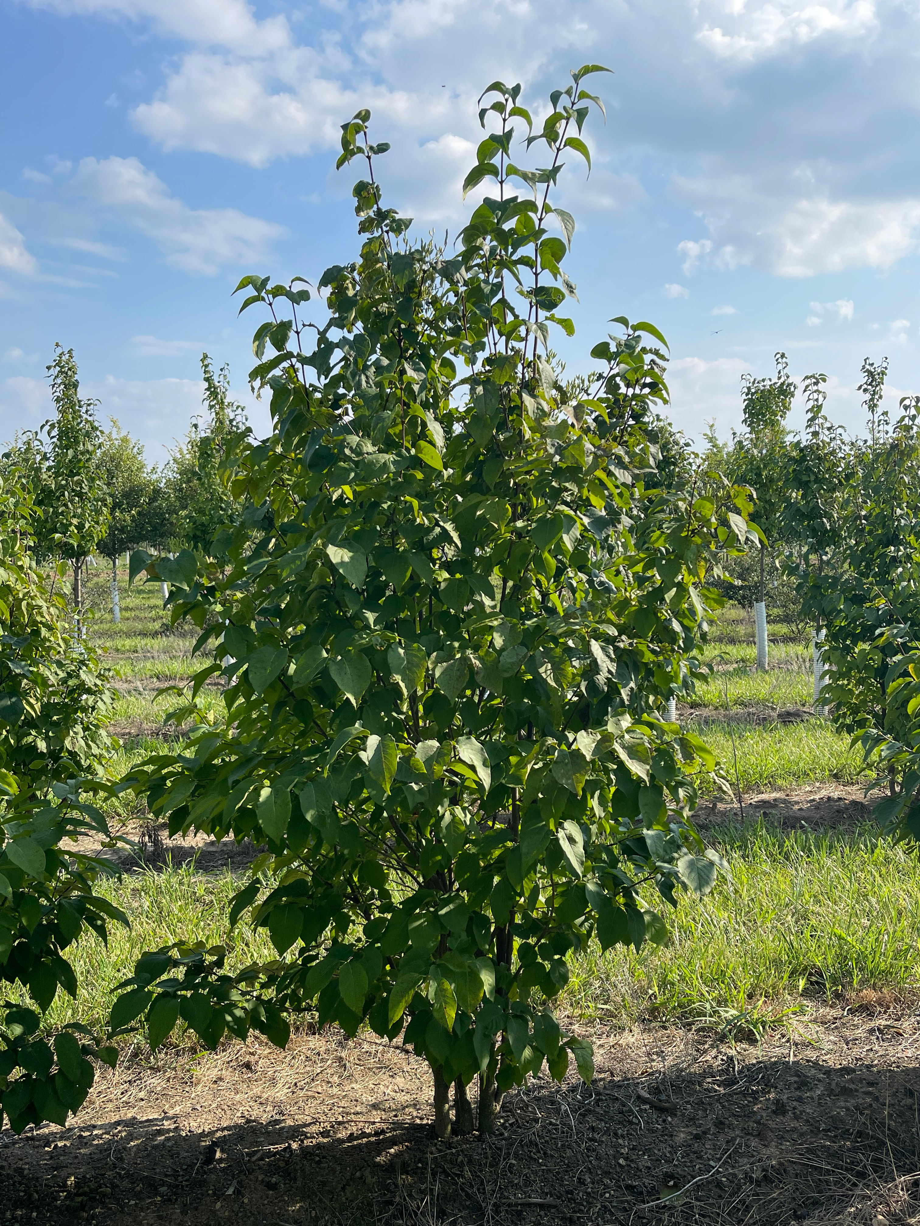SYRINGA reticulata IVORY SILK LILAC (BUSH)