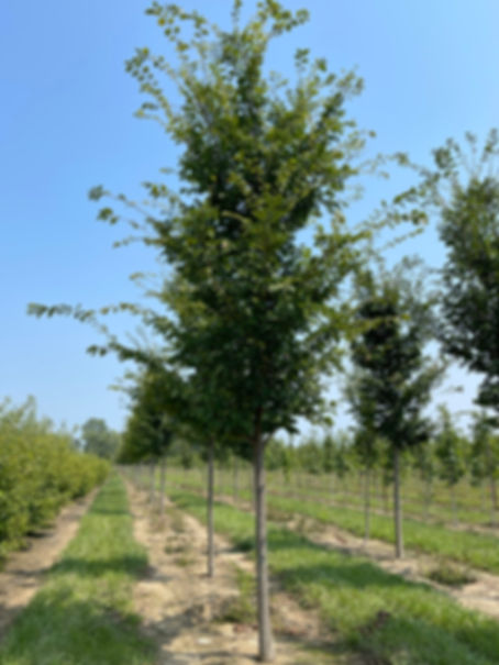 ULMUS x. 'MORTON GLOSSY' TRIUMPH ELM