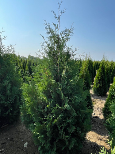 THUJA o. 'NIGRA' DARK GREEN AMERICAN ARBORVITAE | Browns Nursery