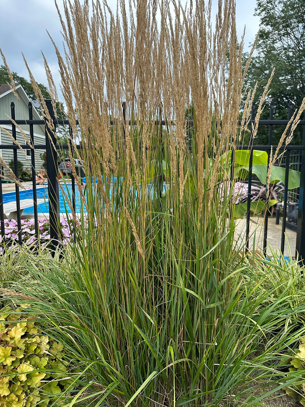 GRASSES Cal. a. 'KARL FOERSTER' FEATHER REED GRASS