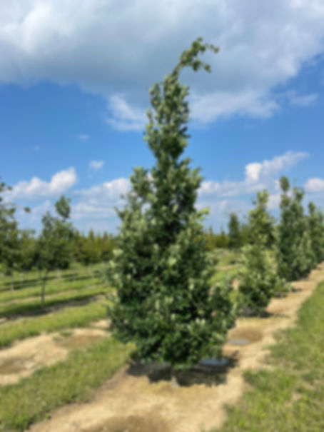 QUERCUS robur x Q. alba 'CRIMSCHMIDT' CRIMSON SPIRE OAK