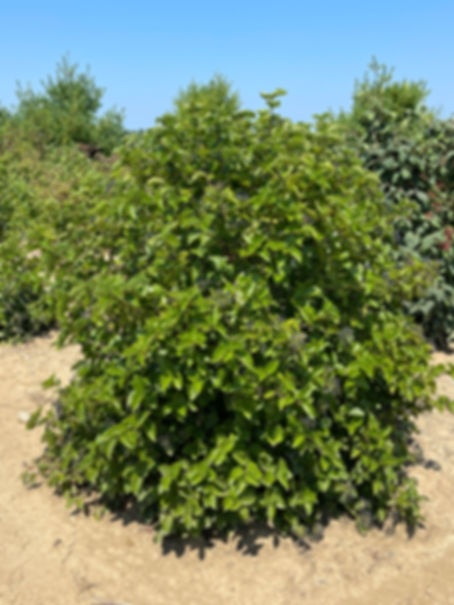 VIBURNUM dentatum 'SYNNESTVEDT' CHICAGO LUSTRE VIBURNUM