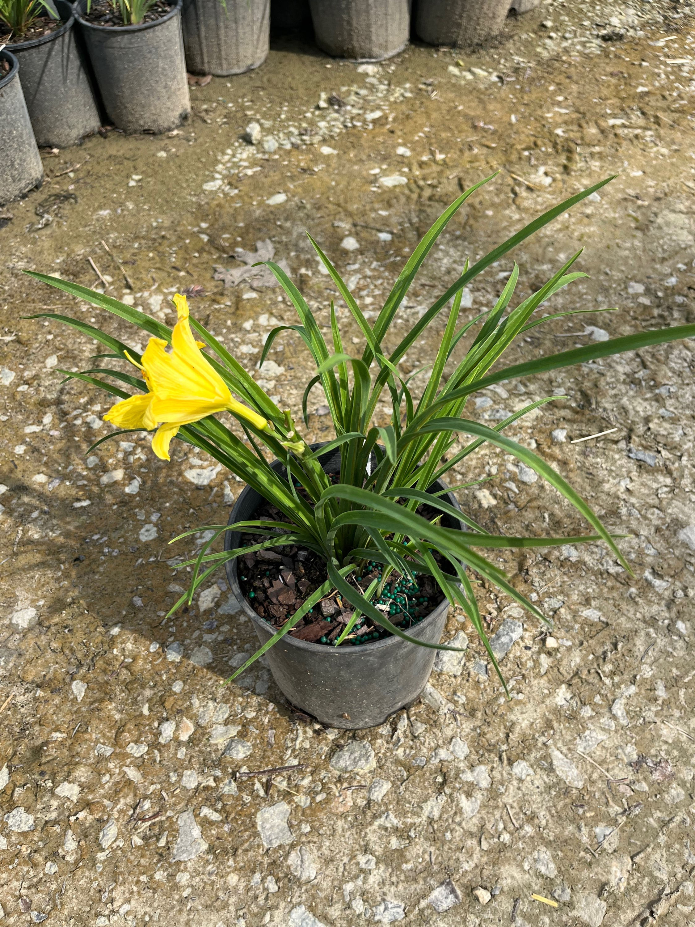 Hemerocallis 'Stella de Oro' Stella de Oro Daylily