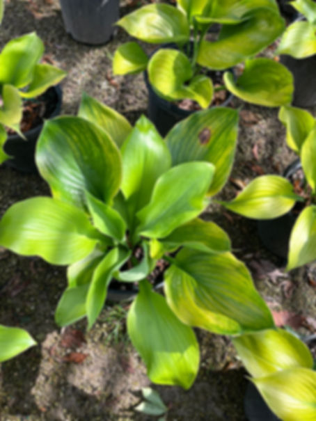 Hosta 'Sum and Substance' Sum and Substance Hosta