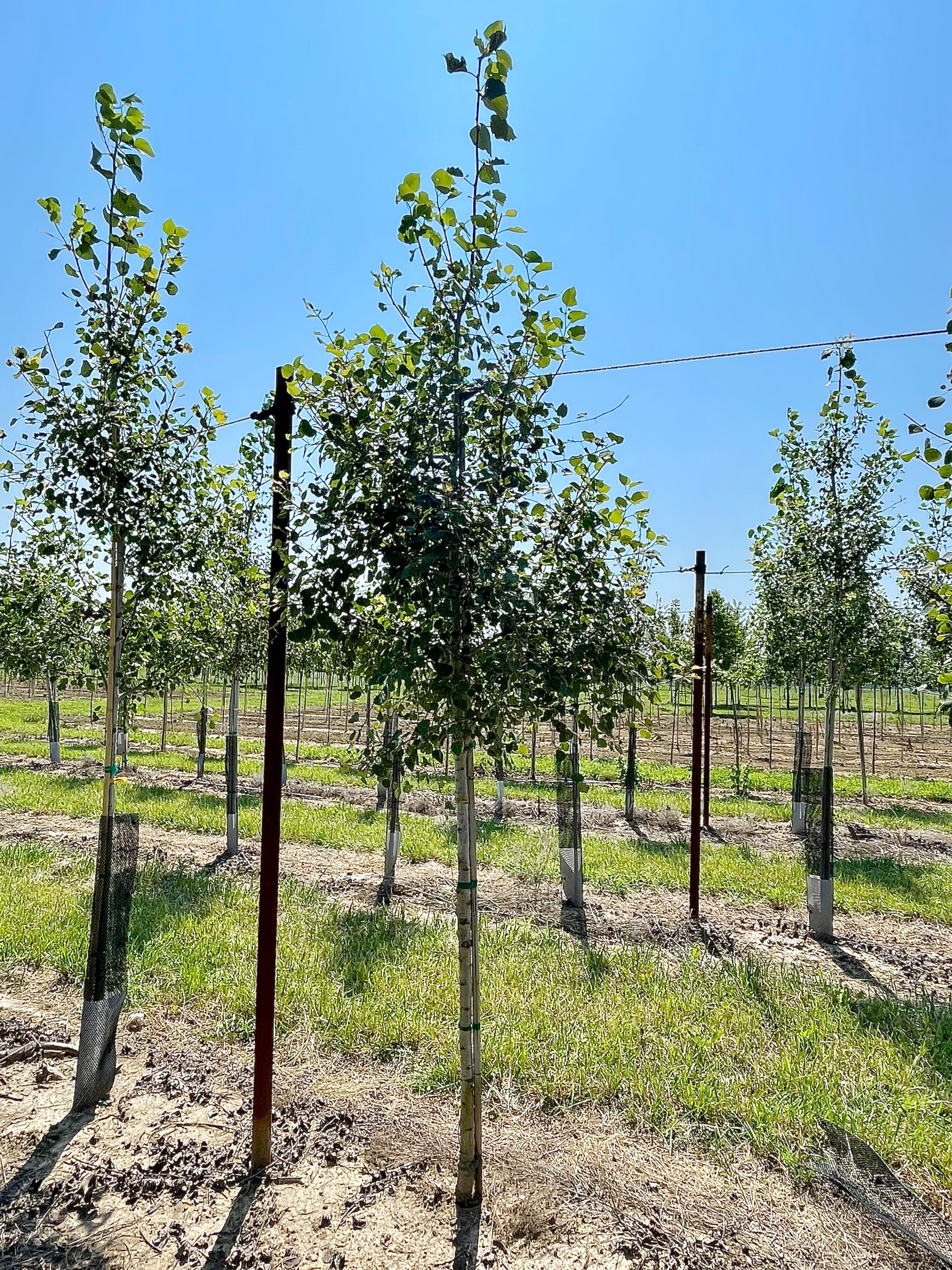Populus tremuloides Quaking Aspen