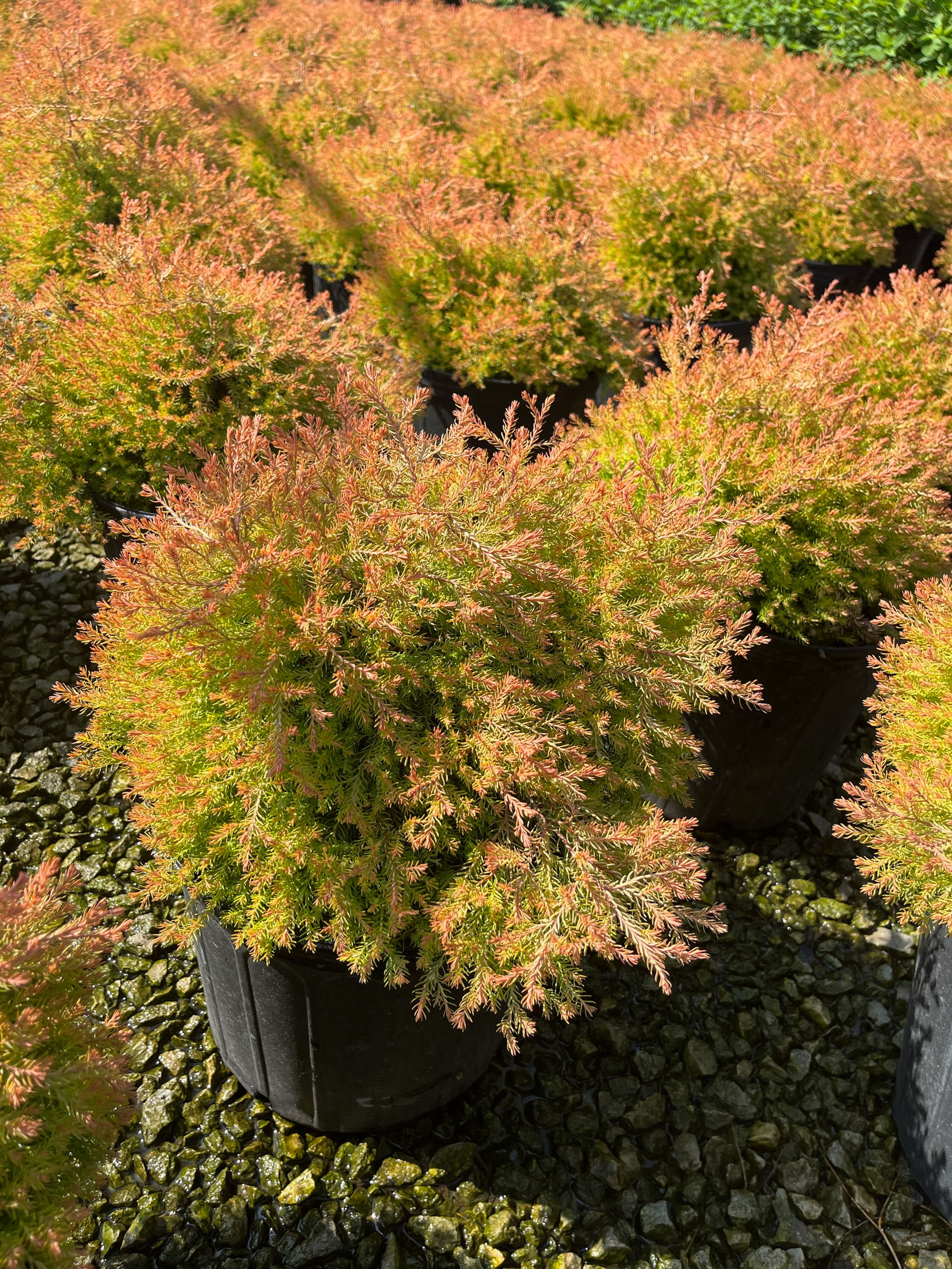 THUJA o. 'CONGLOBE' FIRE CHIEF GLOBE ARBORVITAE