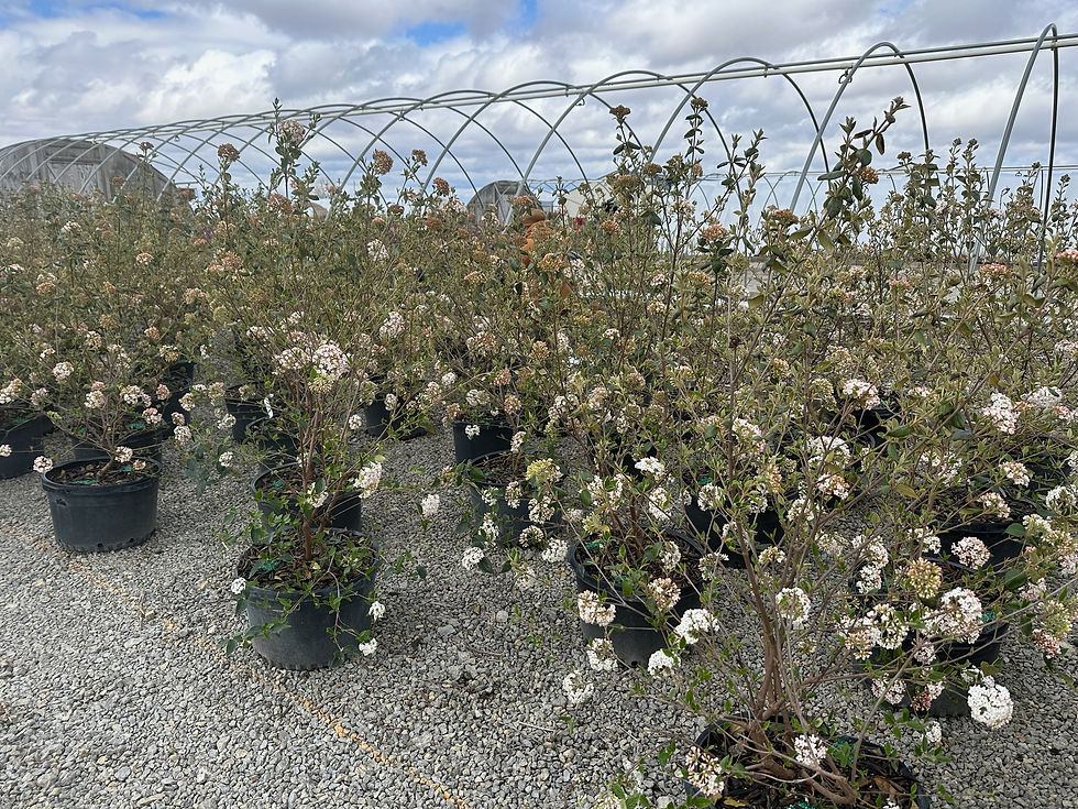 VIBURNUM x b. BURKWOOD 'MOHAWK' VIBURNUM
