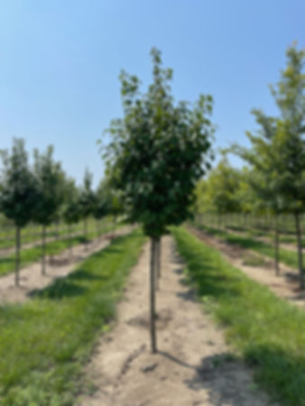 SYRINGA reticulata IVORY SILK LILAC TREE