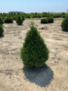 BUXUS x 'GREEN MOUNTAIN' PYRAMIDAL BOXWOOD