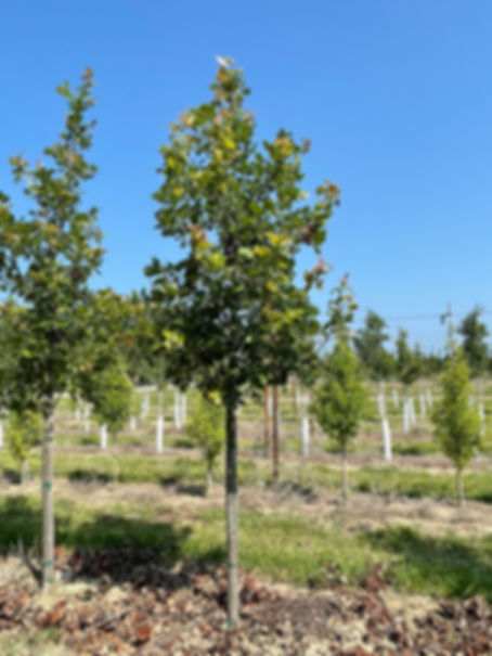 QUERCUS macrocarpa x robur HERITAGE OAK