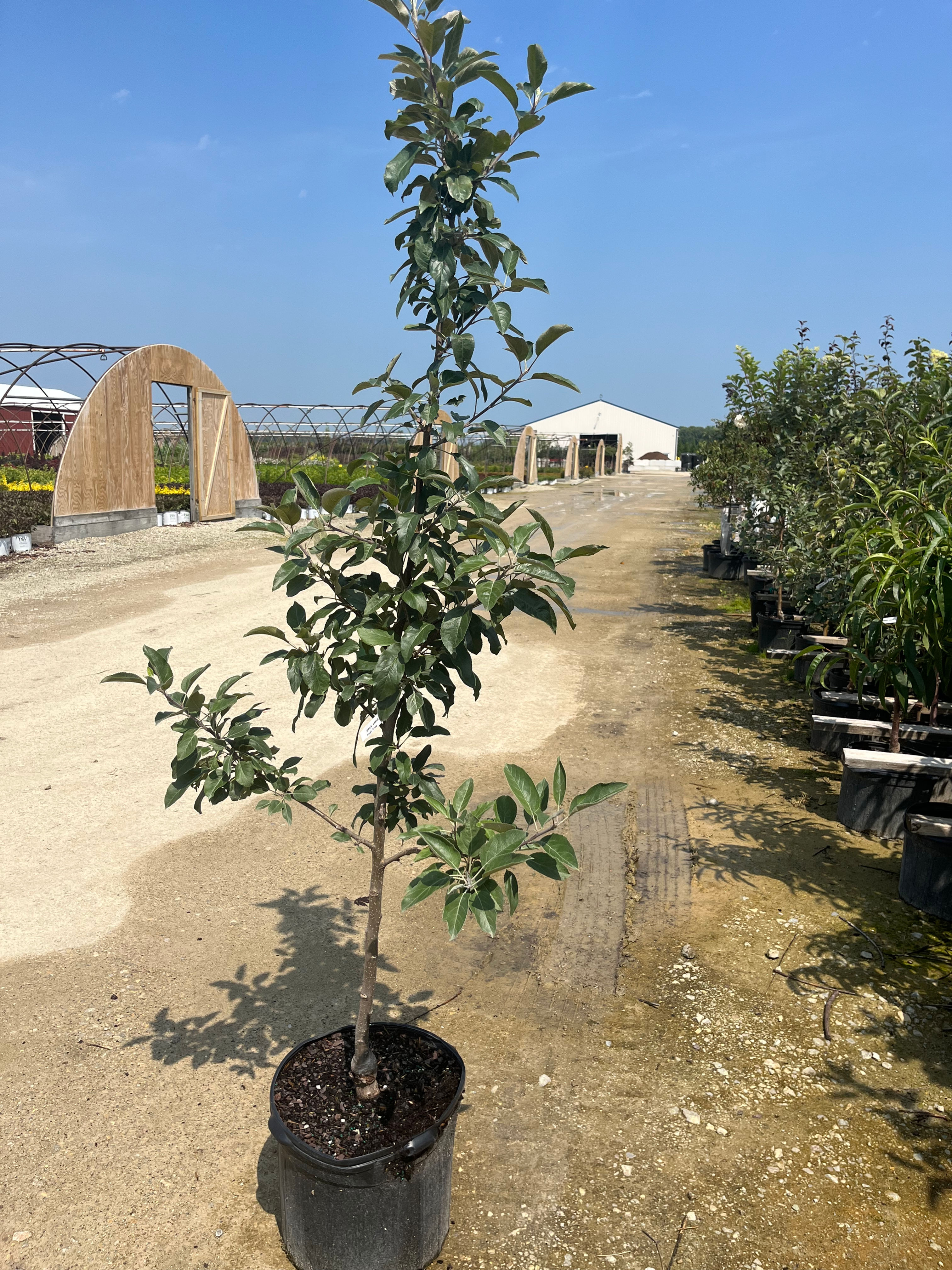 MALUS domestica 'GALA' SEMI-DWARF APPLE