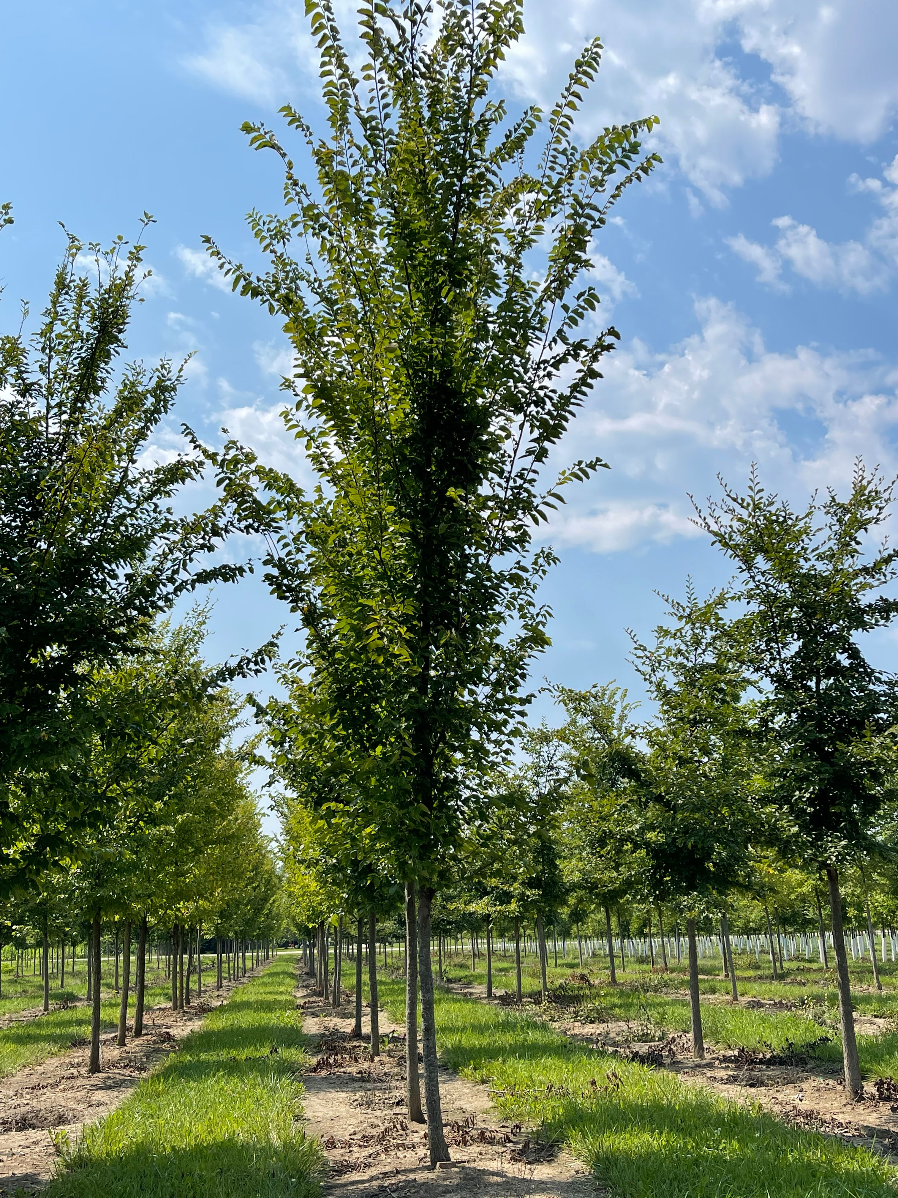 ULMUS 'JFS PRINCE II' COLONIAL SPIRIT ELM