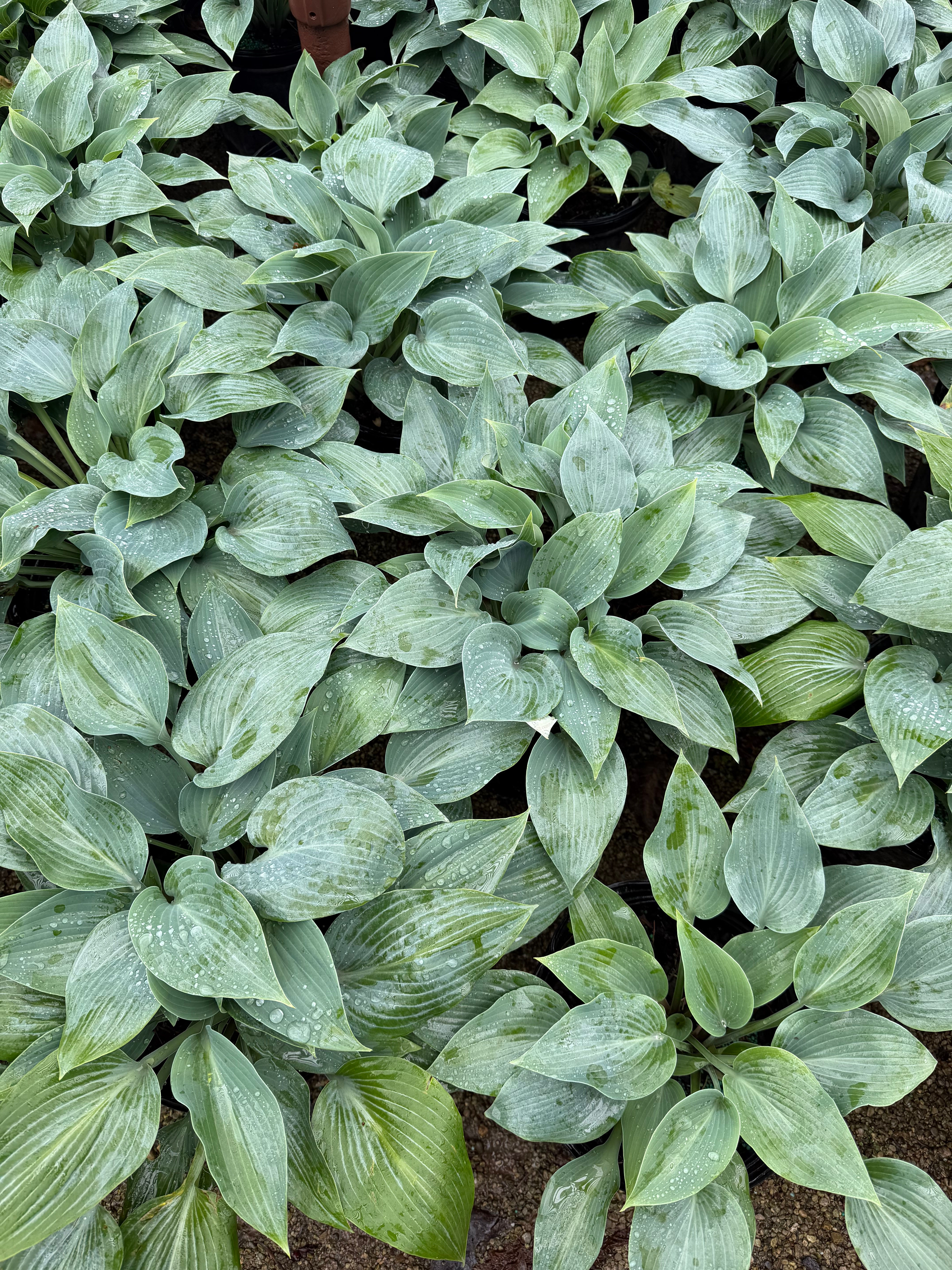 HOSTA 'Halcyon' Hosta