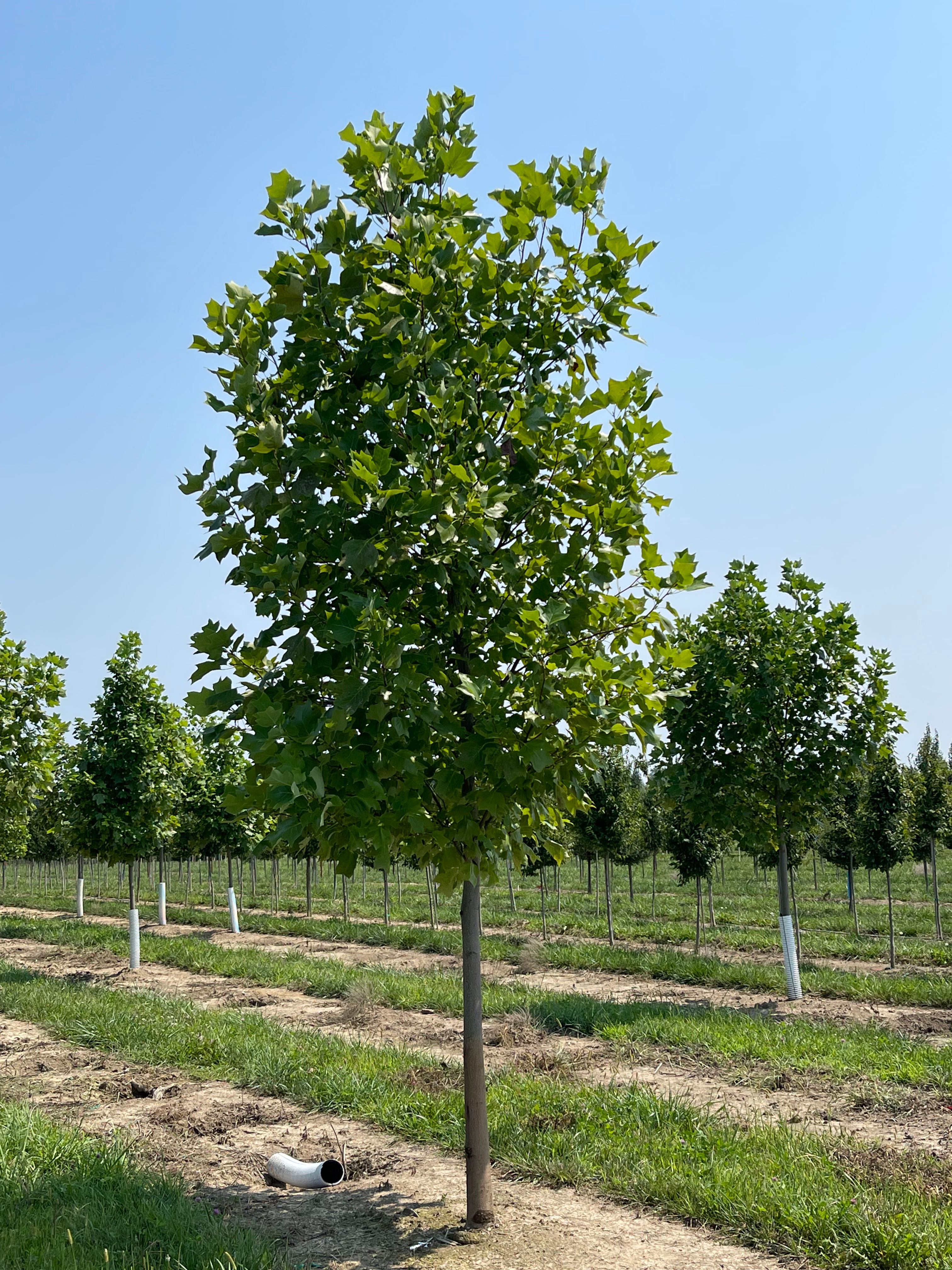 LIRIODENDRON tulipifera TULIP POPLAR TREE