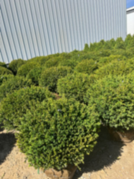 BUXUS 'WILSON' NORTHERN CHARM BOXWOOD