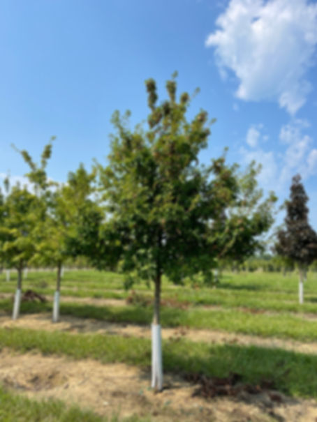 ACER ginnala 'FLAME' AMUR MAPLE (TREE FORM)