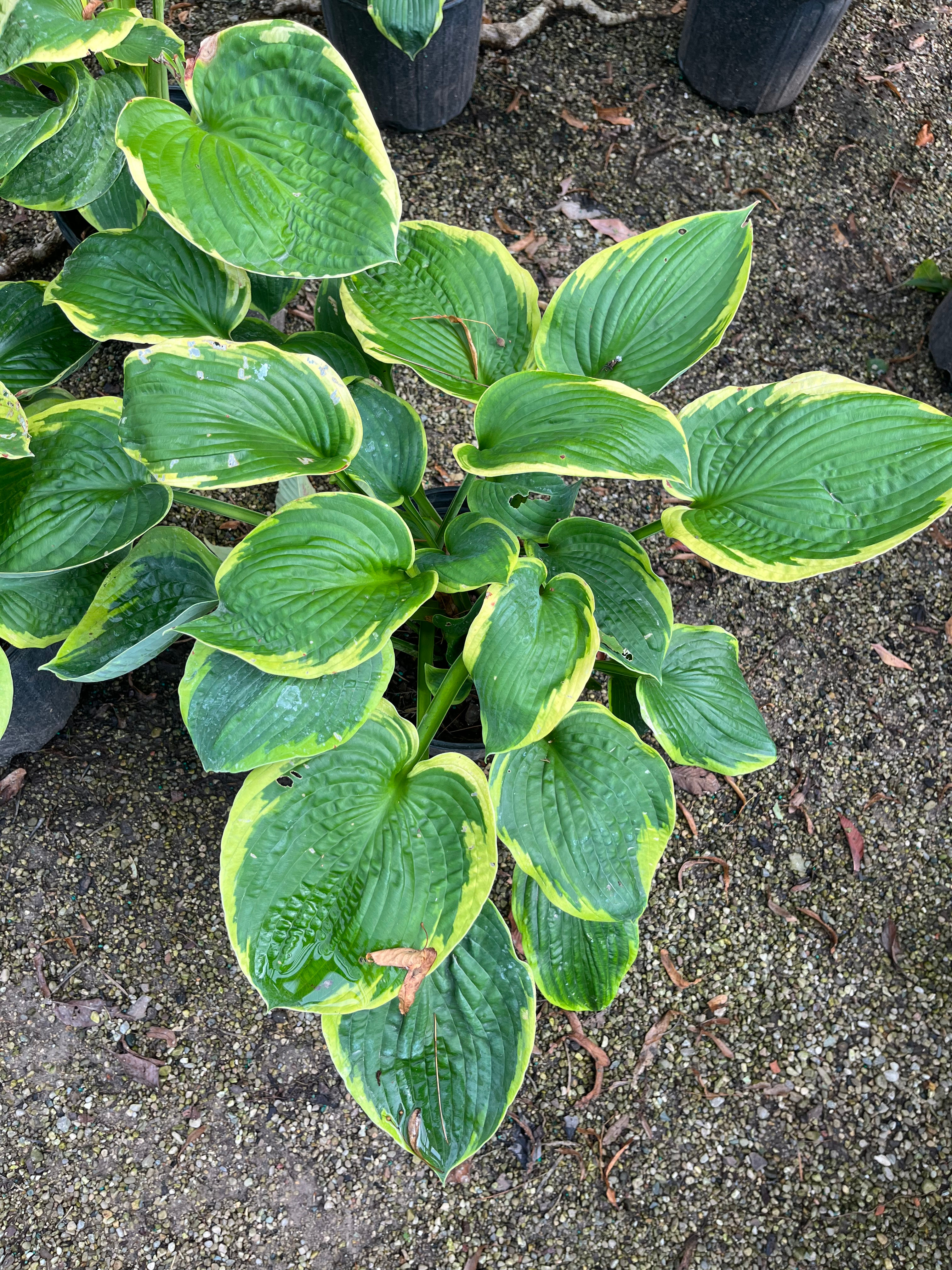 Hosta sieboldiana 'Frances Williams' Frances Williams Sieboldiana Hosta