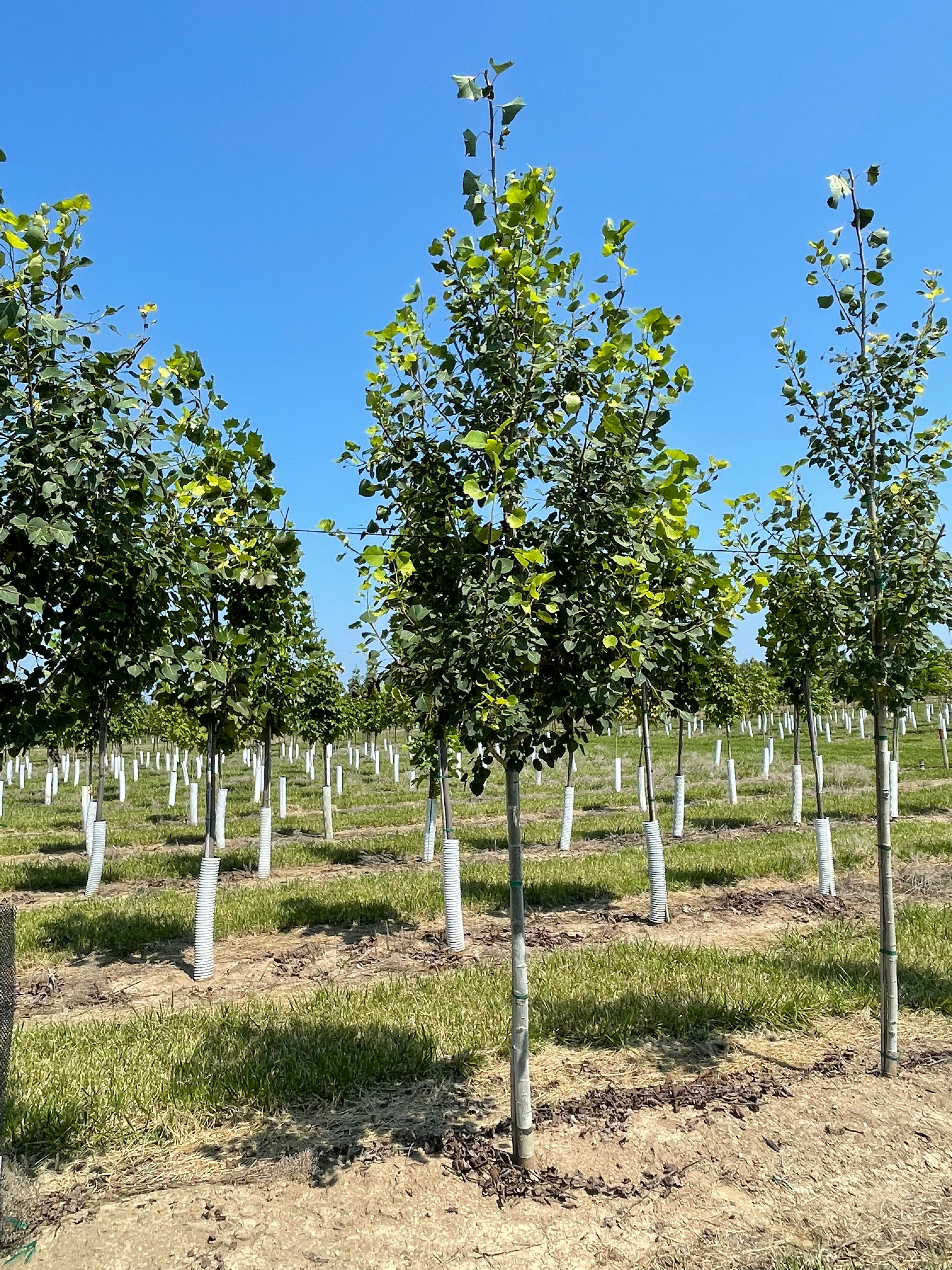 POPULUS 'Klaus Select' SUMMER SHIMMER™ASPEN