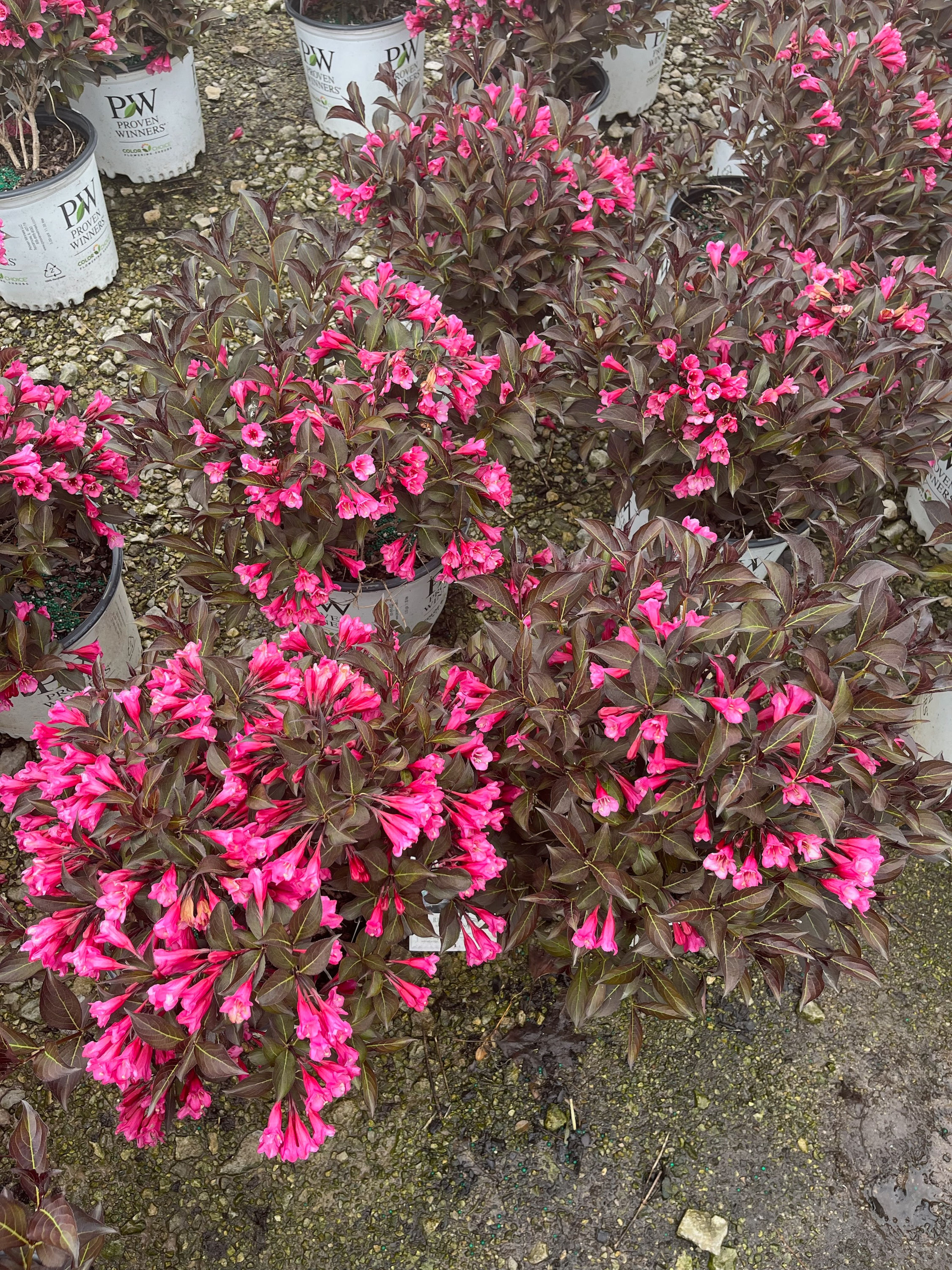 WEIGELA florida 'ALEXANDRA' WINE AND ROSES WEIGELA